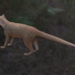 笔尾獴丛尾獴黄獴赤獴獴科动物