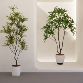 室内盆栽景观植物热带植物花盆摆件家居植物绿植盆景龙血树