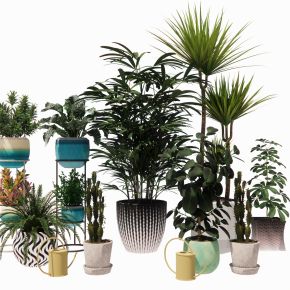 室内盆栽热带植物花盆摆件家居植物绿植盆景仙人掌龙血树油皮树
