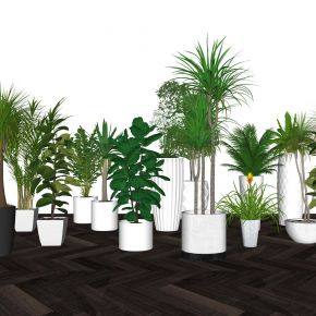 现代室内盆栽景观植物热带植物花盆摆件家居植物绿植盆景花卉龙血树橡皮树