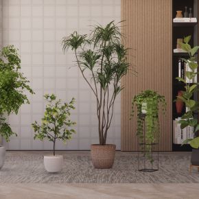 现代绿植摆件盆栽绿植盆景植物景观绿植家居植物南天竹龙血树