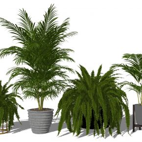 现代植物室内盆栽盆景热带植物散尾葵蕨类植物盆栽