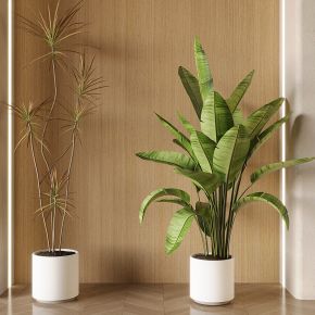 现代绿植 绿植盆栽 盆栽盆景 植物
