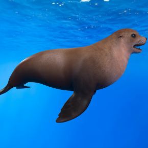 北海狮北太平洋海狮斯氏海狮海驴动物海洋生物