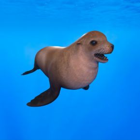 北海狮北太平洋海狮斯氏海狮海驴动物海洋生物