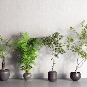 现代盆栽 盆景