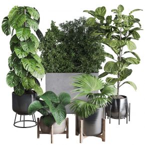 盆景 盆栽 植物 绿植 室内植物 花