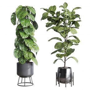 盆景 盆栽 植物 绿植 室内植物 花
