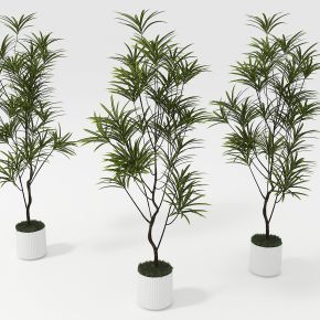 现代植物