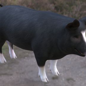 巴克夏猪动物生物