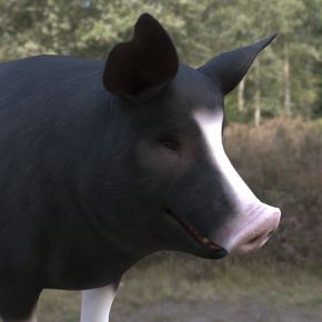 巴克夏猪动物生物
