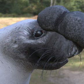 冠海豹动物生物