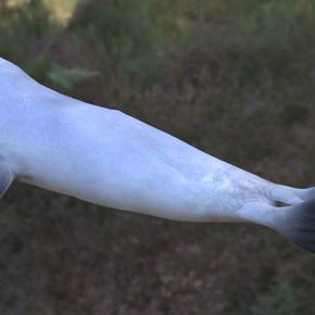 冠海豹动物生物